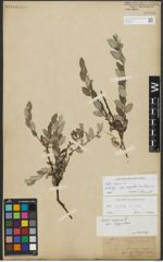 Foto von Salix repens subsp. repens L.